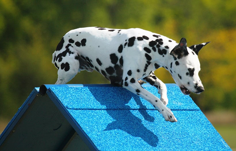 Do Agility Surfacing