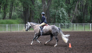 EQUESTRIAN ARENA FOOTING